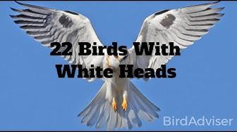 'Video thumbnail for 22 Birds With White Heads'