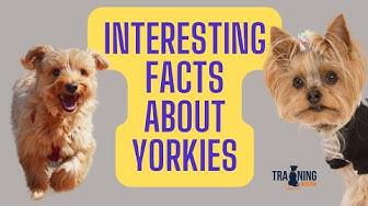 'Video thumbnail for Interesting Facts About Yorkies'