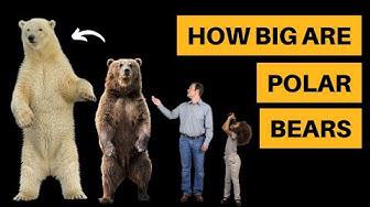 'Video thumbnail for How Big Are Polar Bears? [Size Comparison]'