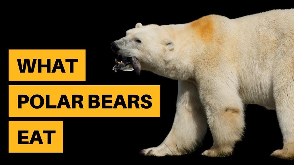 'Video thumbnail for What Do Polar Bears Eat? [12,000 Calories Per Day]'
