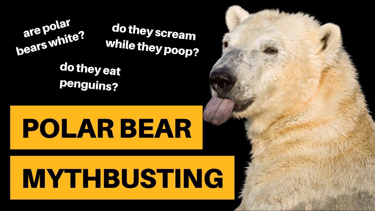 'Video thumbnail for Polar Bear Mythbusting [6 Questions Answered]'