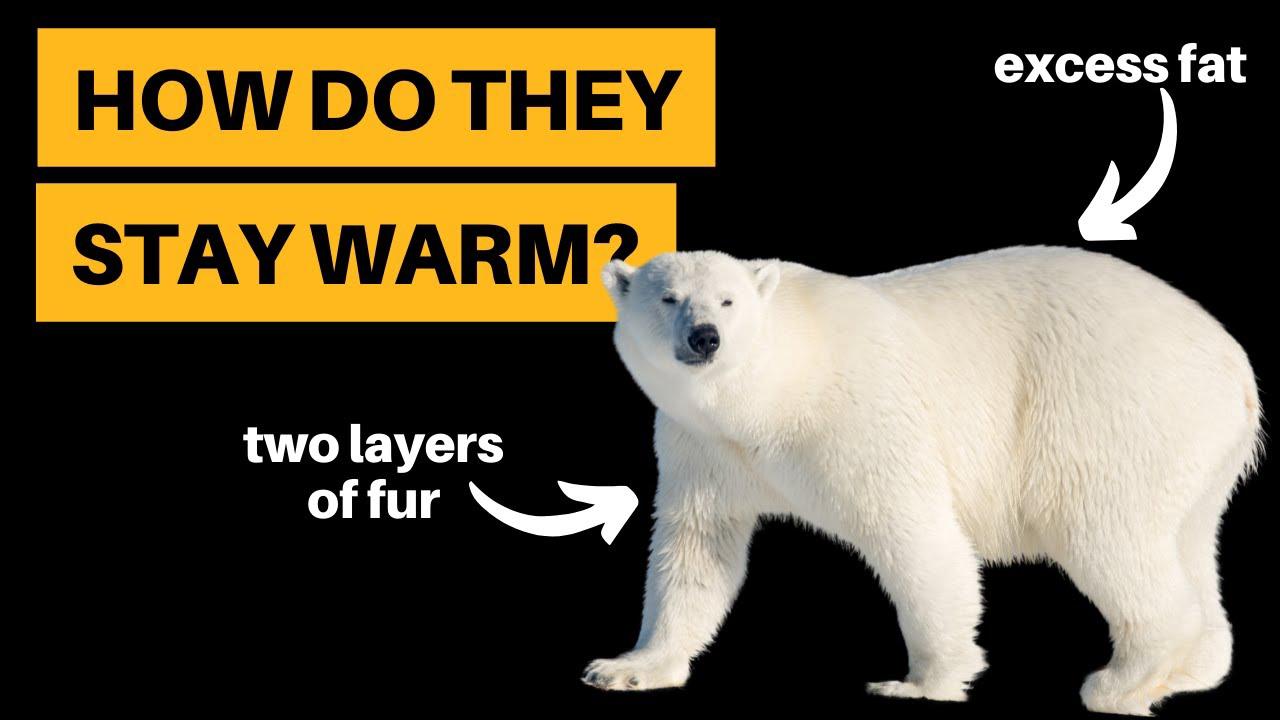 'Video thumbnail for How Do Polar Bears Stay Warm? [3 Methods Explained]'