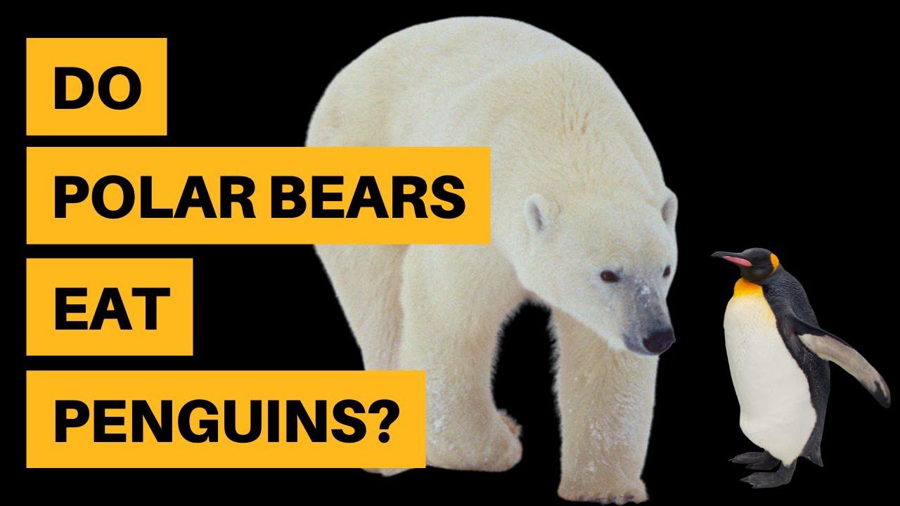 'Video thumbnail for Do Polar Bears Eat Penguins? [No - Find Out Why]'