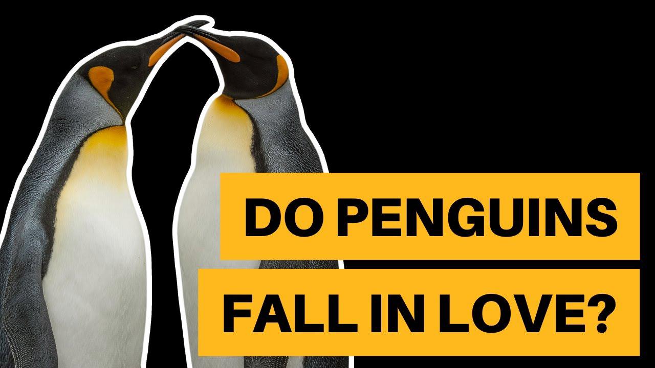 'Video thumbnail for Do Penguins Really Fall in Love? [Penguin Divorces Explained]'