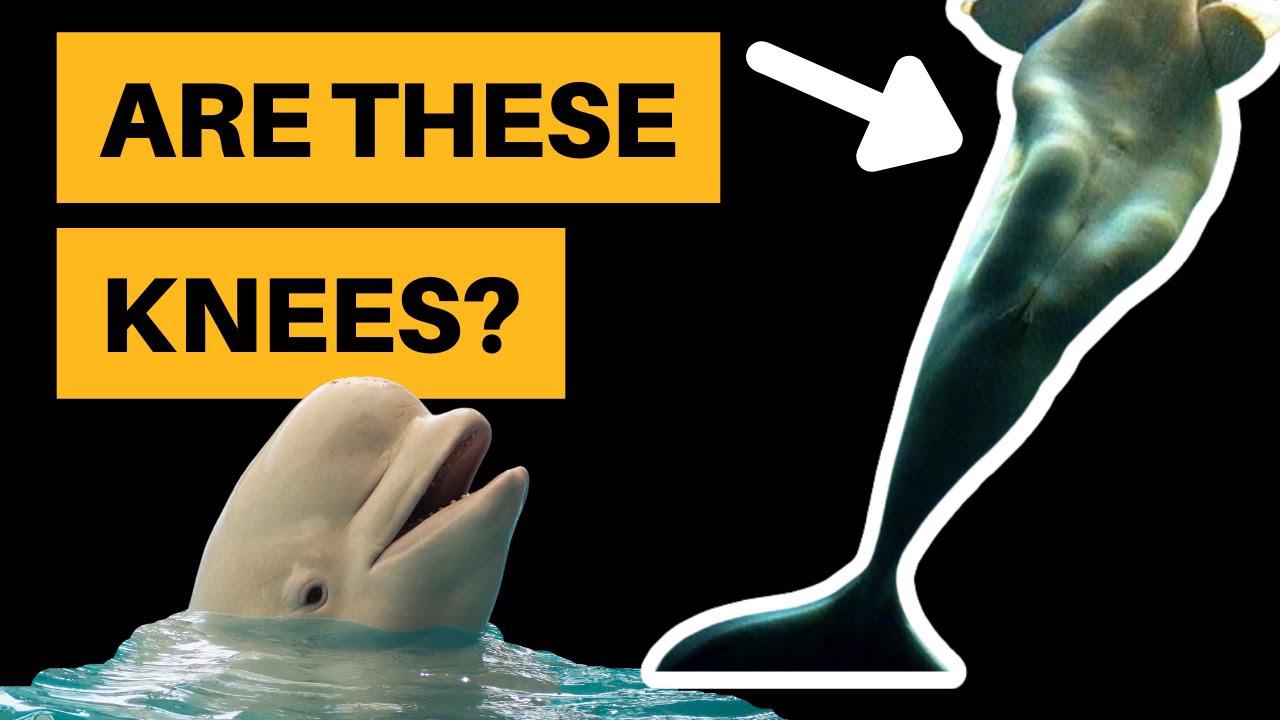 'Video thumbnail for Do Beluga Whales Have Knees?'