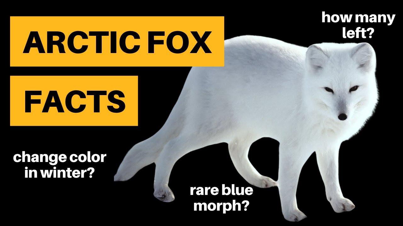 'Video thumbnail for 11 Arctic Fox Facts [Bizarre Habits Revealed]'