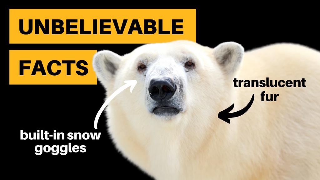 'Video thumbnail for 12 Polar Bear Facts That Will Blow Your Mind'