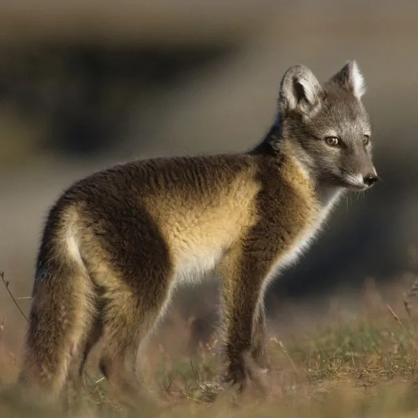 arctic fox summer coat vs winter coat