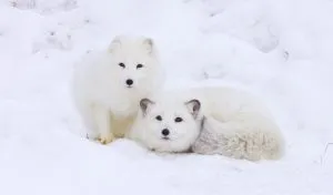Read more about the article What Are the Predators of the Arctic Fox?