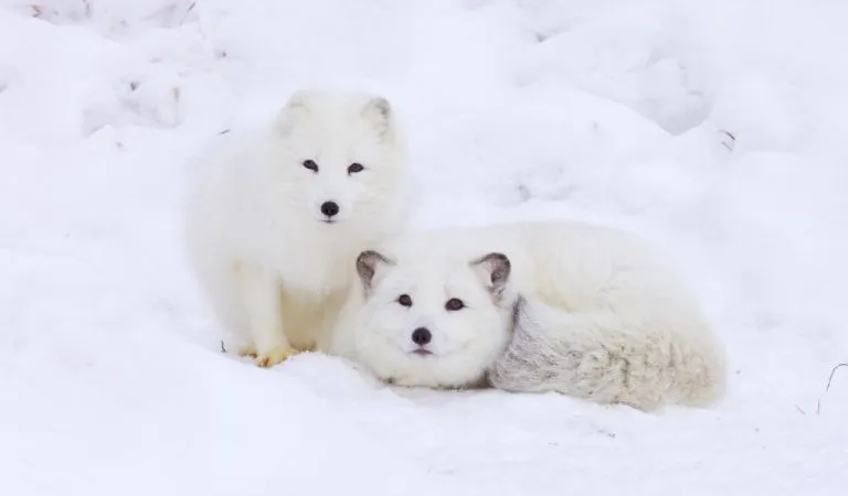 arctic fox predators