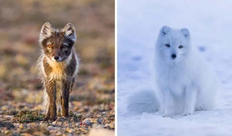 How Long Do Arctic Foxes Live? - Polar Guidebook