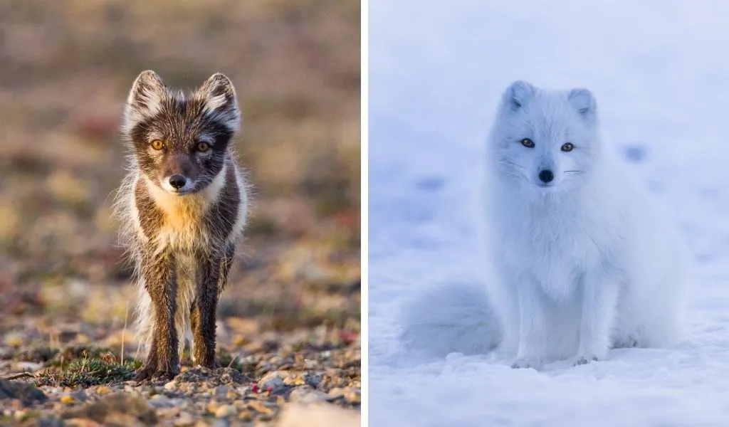 Arctic-Foxes-Summer-vs-Winter