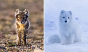 What is a Blue Arctic Fox? [Everything You Need to Know]