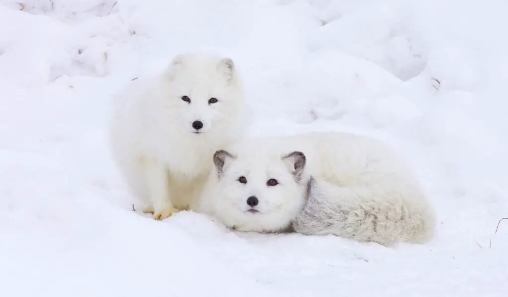 Arctic-Foxes