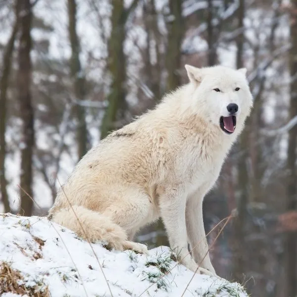 Arctic wolf on snow