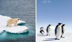 Read more about the article Arctic vs Antarctica [12 Key Similarities and Differences]