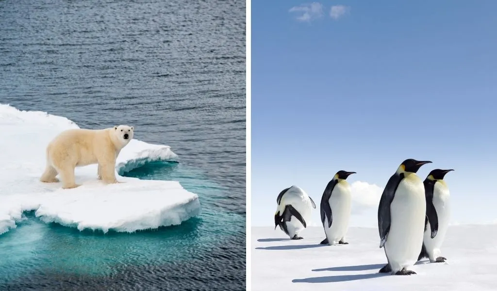 Arctic vs Antarctica [12 Key Similarities and Differences] - Polar Guidebook