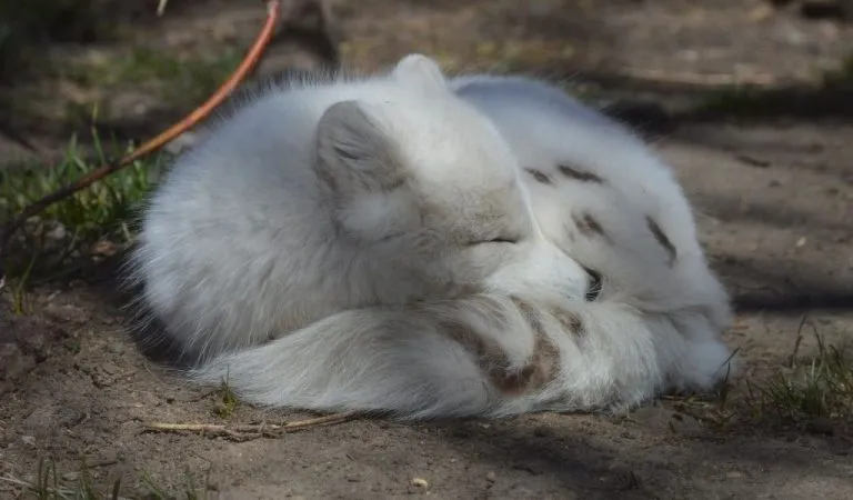 are arctic foxes endangered Arctic fox acutely endangered in nordics