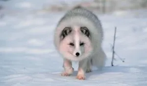 Read more about the article Do Arctic Foxes Hibernate, Migrate, or Adapt?