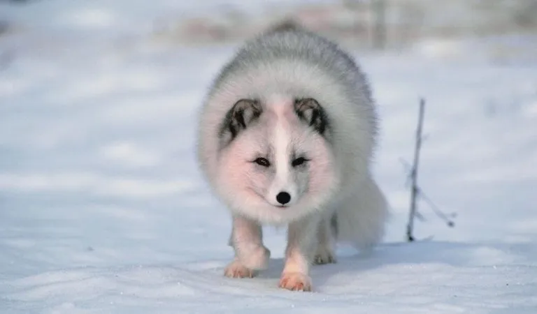 How Long Do Arctic Foxes Live? - Polar Guidebook