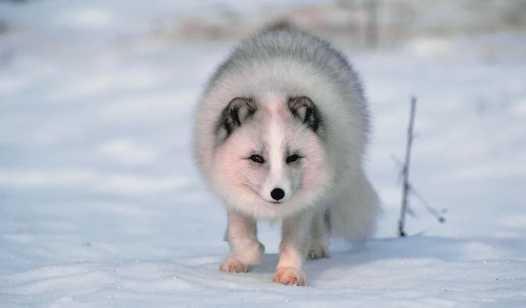 Do Arctic Foxes Hibernate, Migrate, or Adapt?