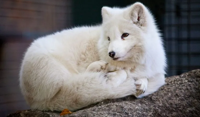 How Big is an Arctic Fox? How Much Do They Weigh? - Polar Guidebook