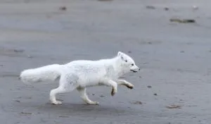 How Fast Can an Arctic Fox Run?