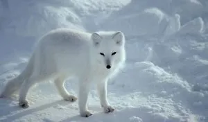Read more about the article How Long Do Arctic Foxes Live?