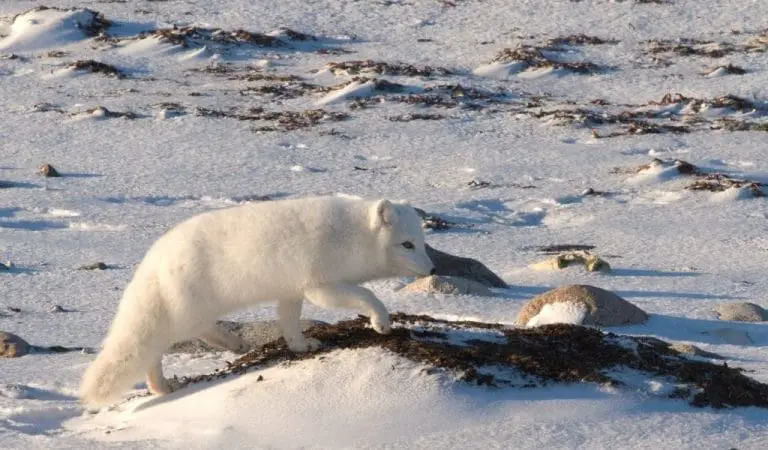 Are Arctic Foxes Carnivores? What Do They Eat? - Polar Guidebook