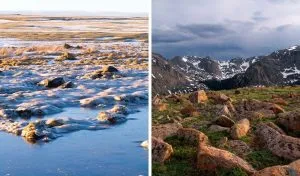Read more about the article Arctic Tundra vs Alpine Tundra [7 Similarities and Differences]