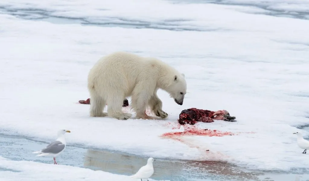 Are Polar Bears Omnivore or Carnivore