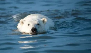 Can Polar Bears Swim? [Yes – Here’s How Far and Fast]