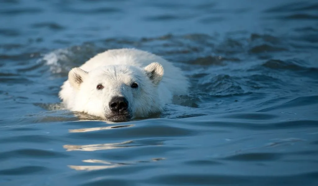 You are currently viewing Can Polar Bears Swim? [Yes – Here’s How Far and Fast]