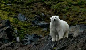Read more about the article Can You Eat Polar Bear? Will it Kill You?