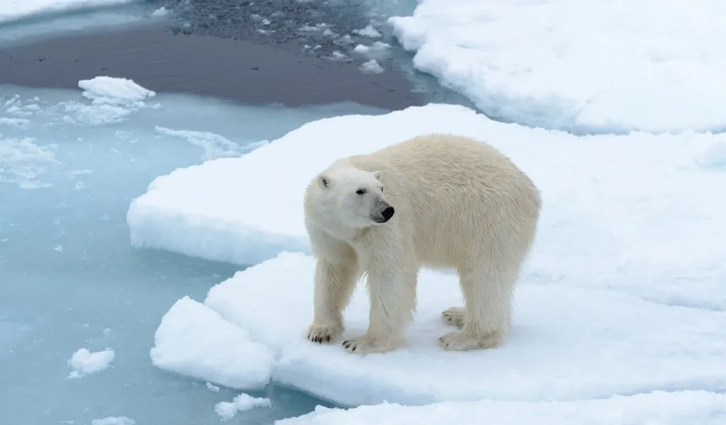 You are currently viewing Do Polar Bears Hunt Humans? Will They Eat You?