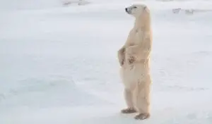 Read more about the article How Tall is a Polar Bear? [On All Fours and Standing Up]