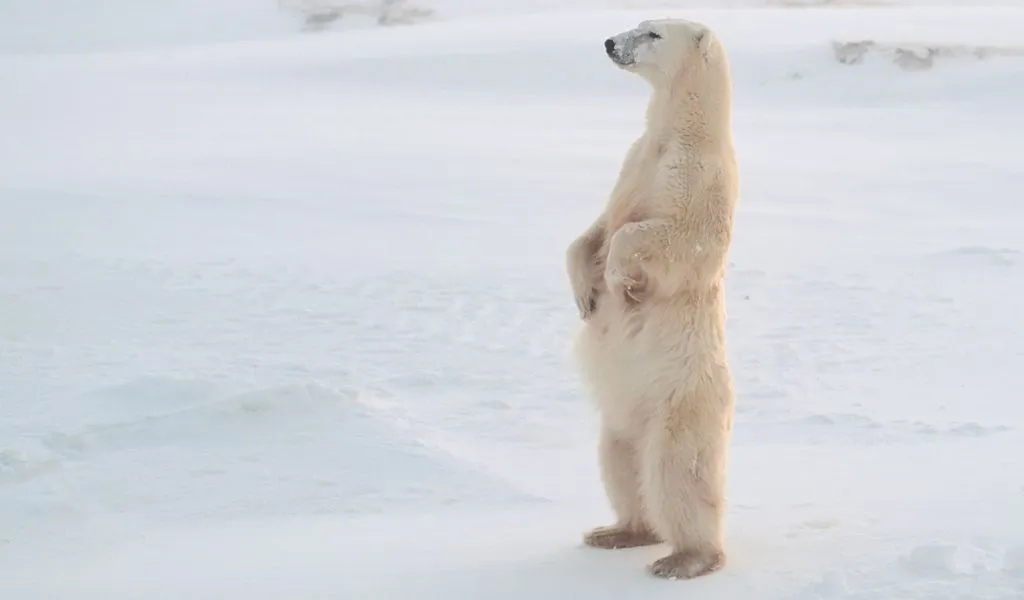 How Tall is a Polar Bear? [On All Fours and Standing on Hind Legs]