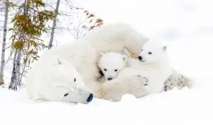 How Do Polar Bears Survive?