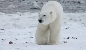 How Fast are Polar Bears?