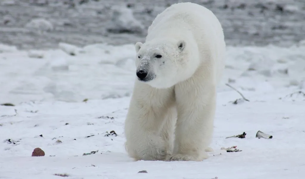 How Fast are Polar Bears?