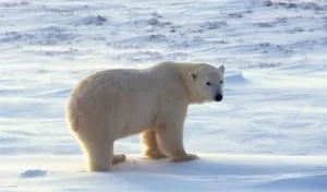 How Big is a Polar Bear? How Much Do They Weigh?