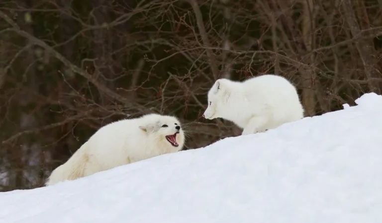 are arctic foxes endangered 2023 Magnificent arctic foxes of manitoba