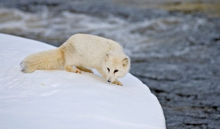 Why Do Arctic Foxes Change Color? [Summer vs Winter Coat] - Polar Guidebook