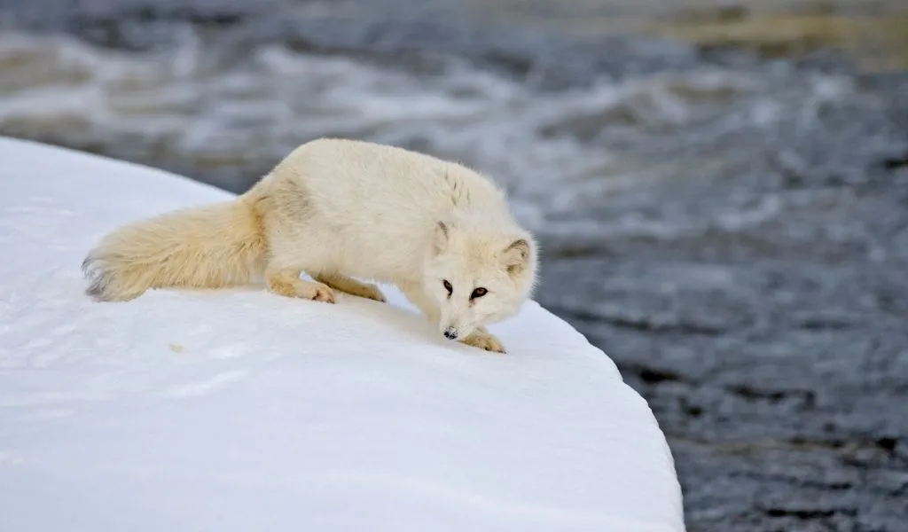 Can-Arctic-Foxes-Swim