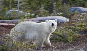 Read more about the article Can Polar Bears Climb Trees? [No – Here’s Why]