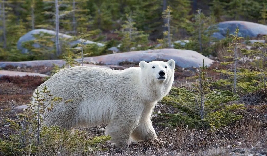 You are currently viewing Can Polar Bears Climb Trees? [No – Here’s Why]