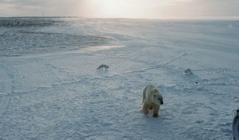 Are Arctic Foxes Carnivores? What Do They Eat? - Polar Guidebook