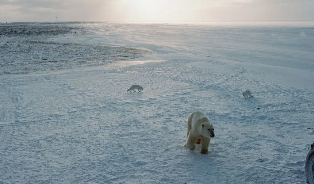 Do-polar-bears-eat-arctic-foxes