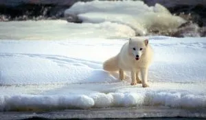 Read more about the article 17 Facts About the Arctic Fox [Some May Surprise You]