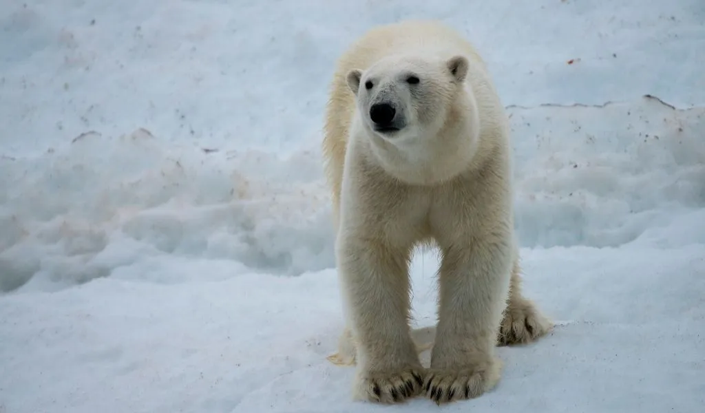 23 Facts About Polar Bears That May Surprise You